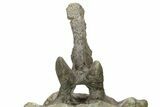 Sauropod (Camarasaurus) Caudal Vertebra - Absolutely Massive #209202-13